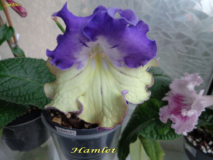 Hamlet (13-06-2014)