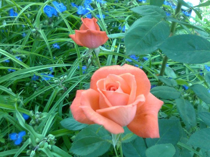 DOC POZE 024 - A___PRIMAVARA-VARA 2014