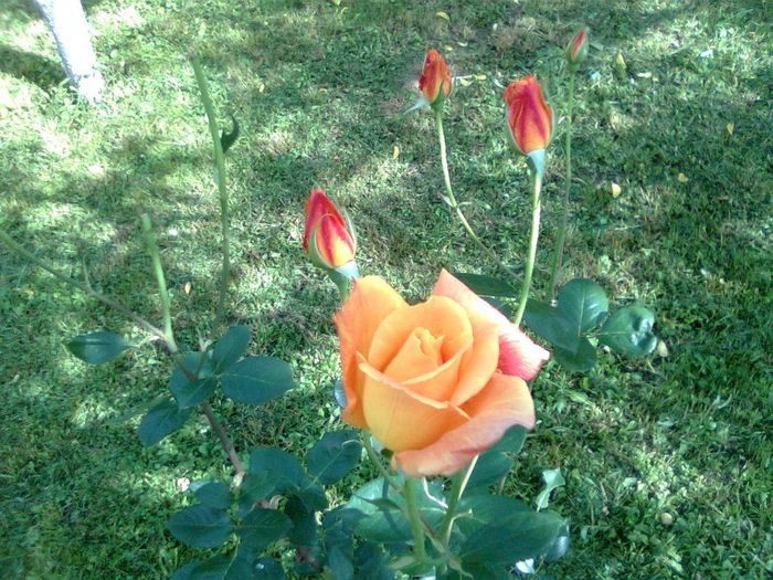 DOC POZE 034 - A___PRIMAVARA-VARA 2014