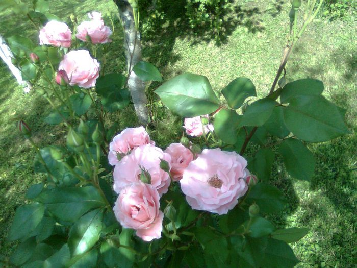 DOC POZE 035 - A___PRIMAVARA-VARA 2014