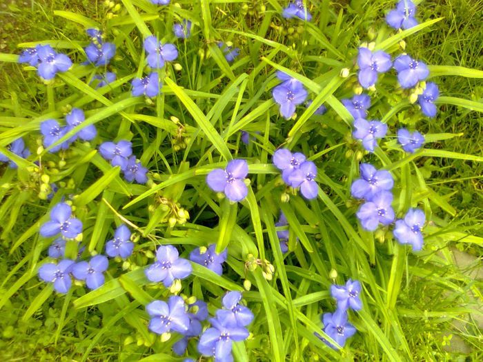 DOC POZE 005 - A___PRIMAVARA-VARA 2014