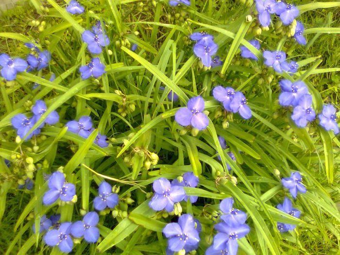 DOC POZE 006 - A___PRIMAVARA-VARA 2014