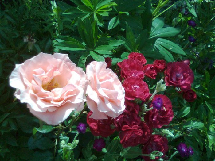 DOC POZE 003 - A___PRIMAVARA-VARA 2014