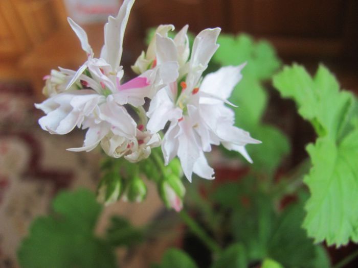 Joann_Hodgson - Muscate Gommer