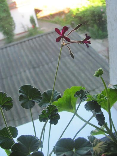 P_sidoides - Muscate Gommer