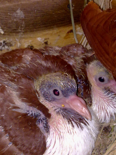 puisori - voliera mea