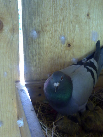 voiajor si pui - voliera mea