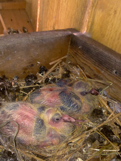 voiajori - voliera mea