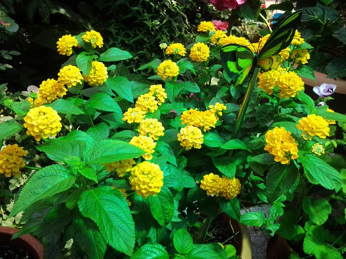 lantana galbena - iunie 2014