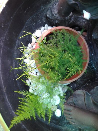 asparagus plumosum - iunie 2014