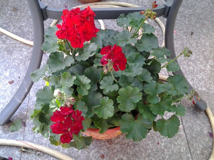 20140613_083453 - iunie 2014