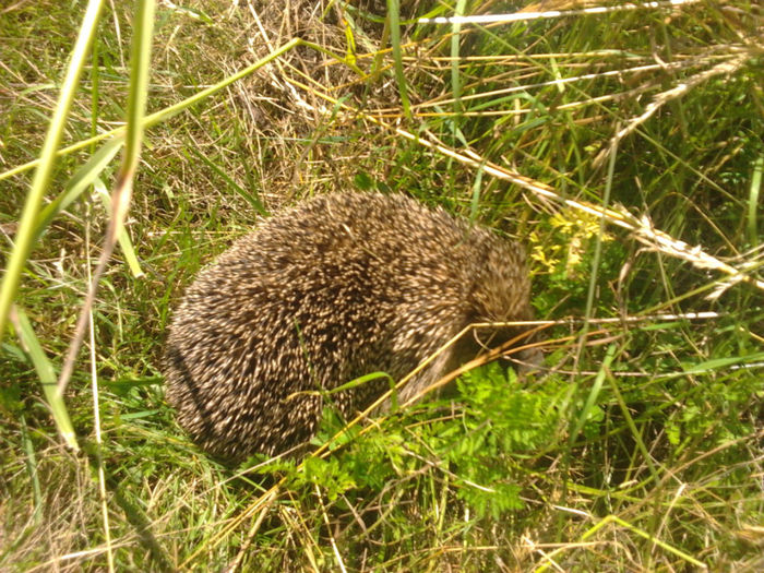 2014-06-11 14.25.05 - Musafiri la noi in gradina