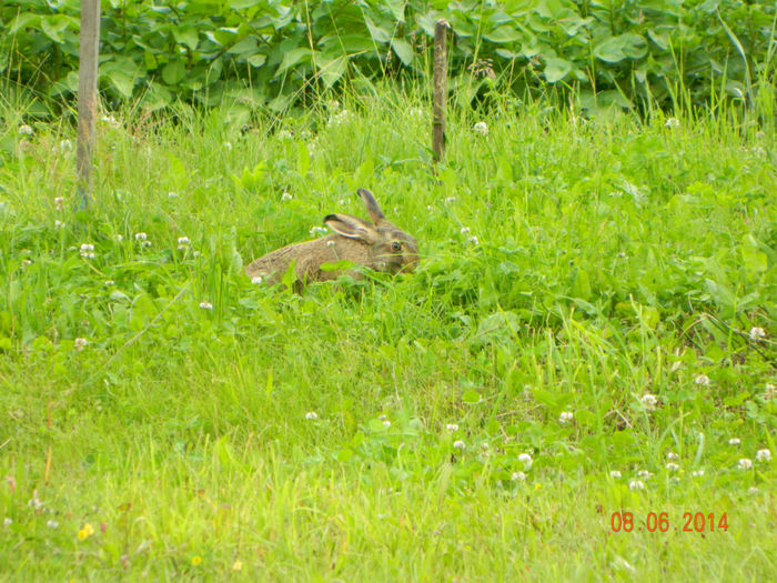 Picture 139 - Musafiri la noi in gradina