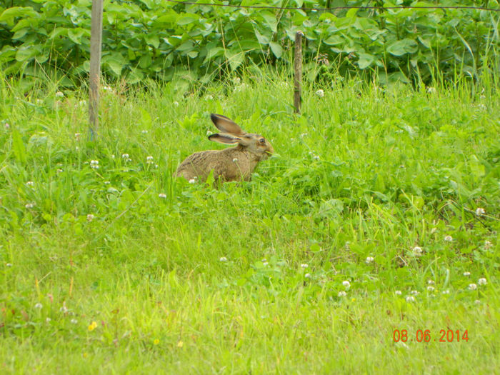 Picture 144 - Musafiri la noi in gradina