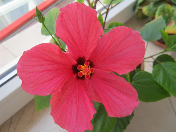 Hibiscus 02 - hibiscus 2014