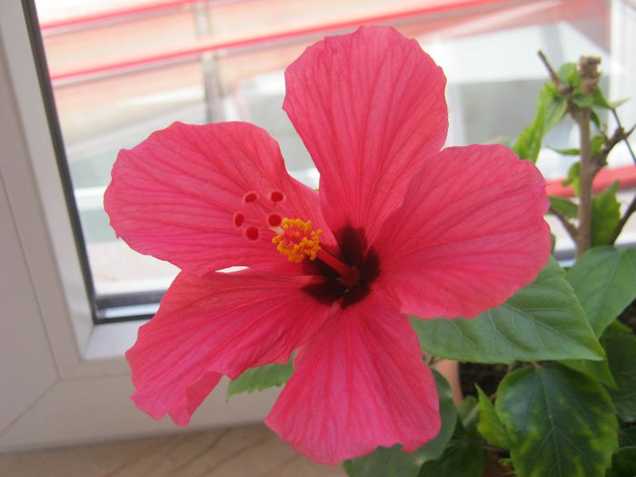 Hibiscus 03