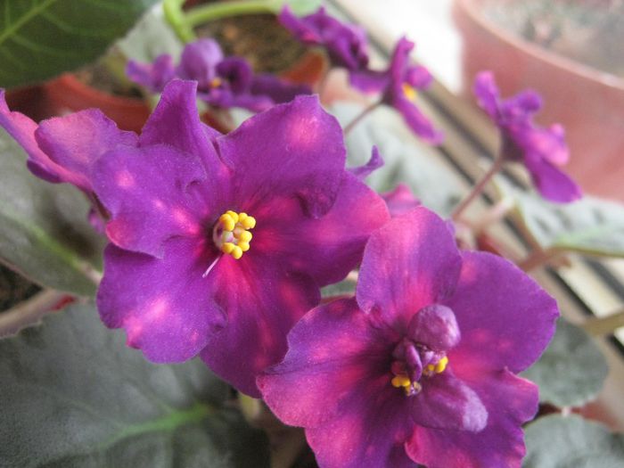 Violete 24 - Bliznecy - violete 2014