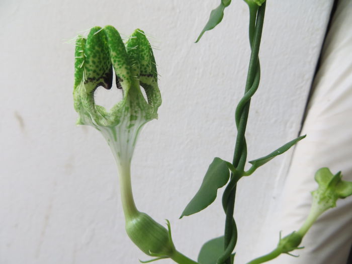  - ceropegia sandersonii