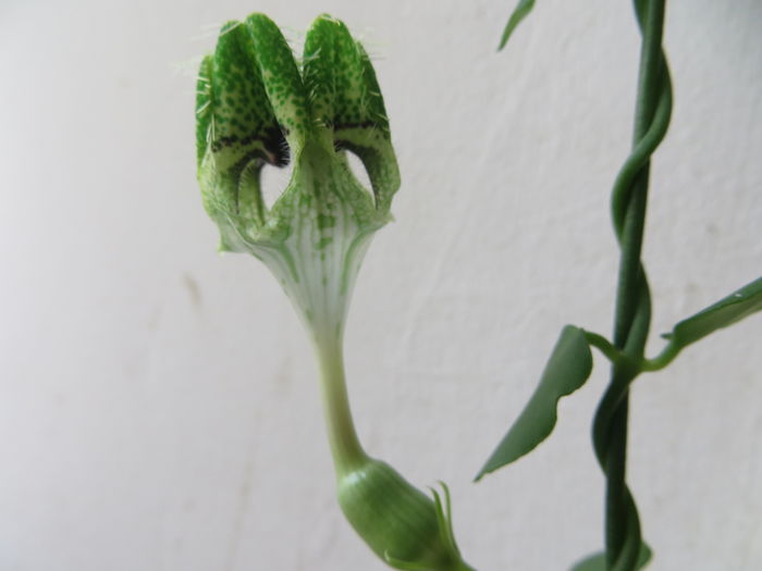  - ceropegia sandersonii