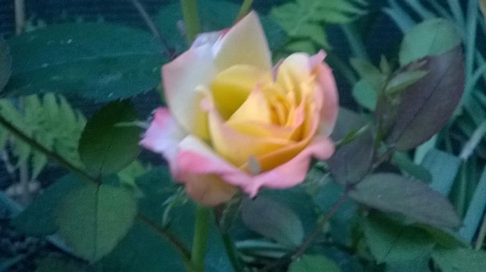 Rumba - GRADINA MEA DE VIS