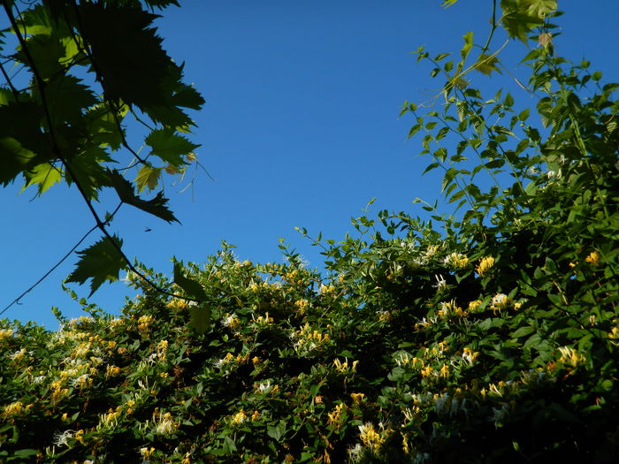 DSCN7854 - IUNIE_2014