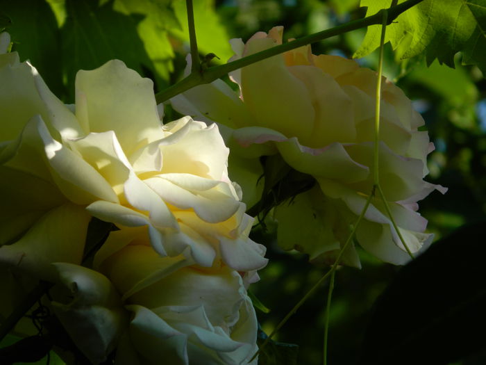 DSCN7861 - IUNIE_2014