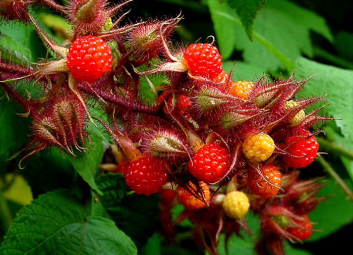 Rubus phoenicolasius ( poza net ) - MUR ROSU - japonez