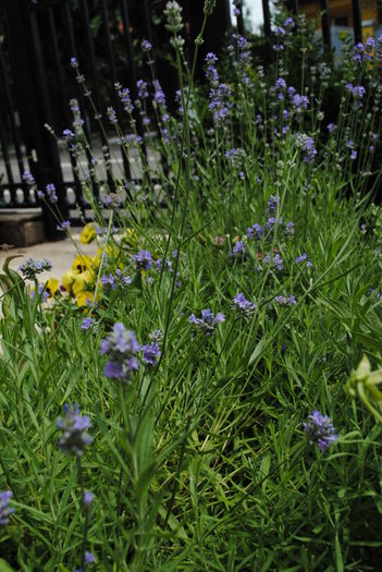 levantica - yyy 2014 gradina mea