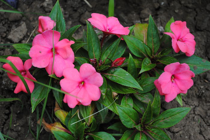 impatiens - yyy 2014 gradina mea