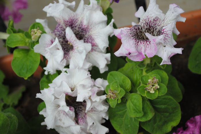 petunii Superbissima - yyy 2014 gradina mea