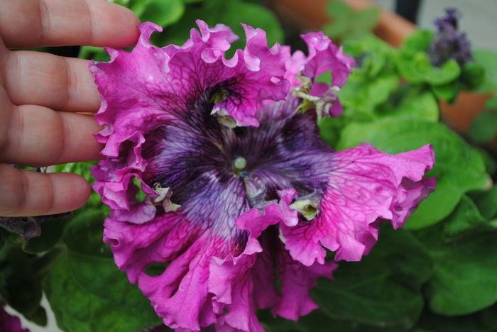 petunie Superbissima mov - yyy 2014 gradina mea