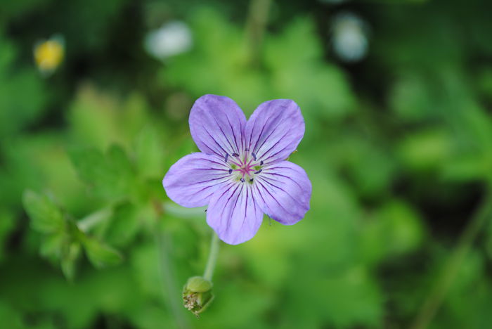  - yyy 2014 gradina mea