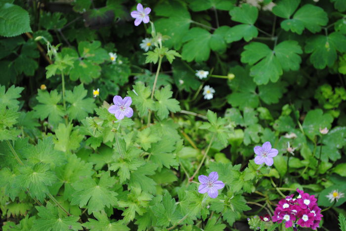  - yyy 2014 gradina mea