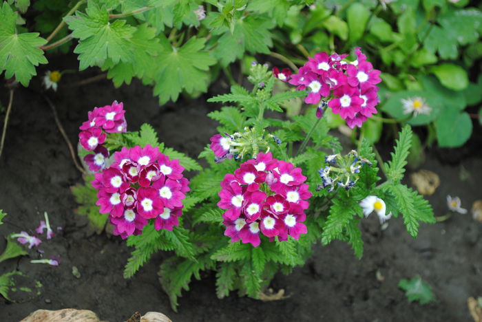 verbina(lantana camara) - yyy 2014 gradina mea
