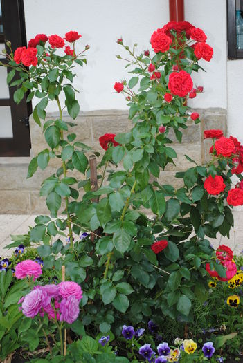 gradina 13 iunie - yyy 2014 gradina mea