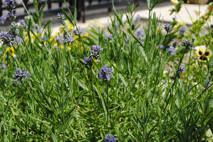 levantica - yyy 2014 gradina mea