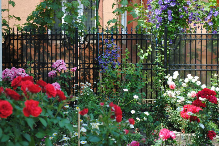 gradina 13 iunie - yyy 2014 gradina mea