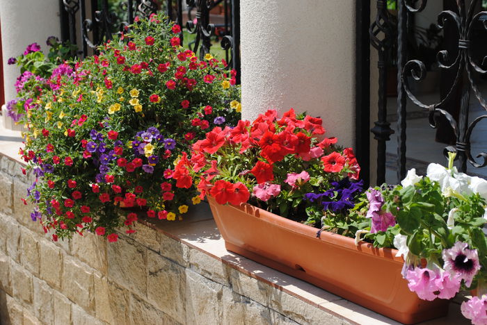 petunii - yyy 2014 gradina mea