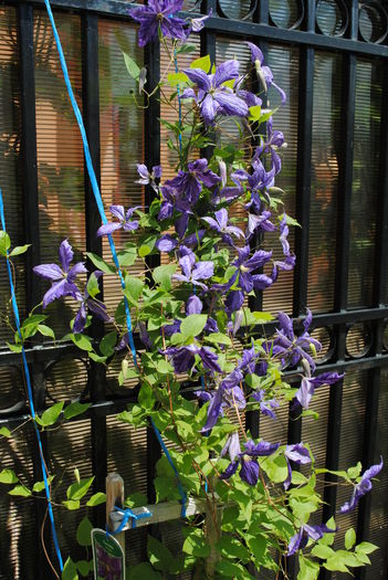 clematis Tie Dye,13 iunie - yyy 2014 Trandafiri si clematite