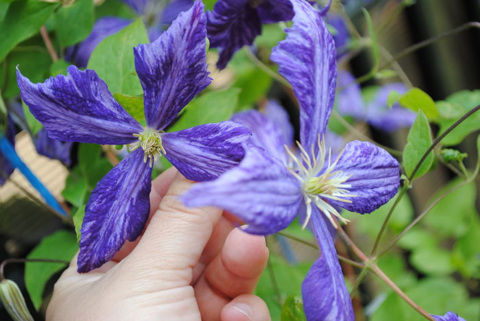 clematis Tie Dye - yyy 2014 Trandafiri si clematite