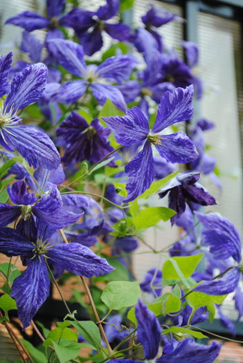 clematis Tie Dye - yyy 2014 Trandafiri si clematite
