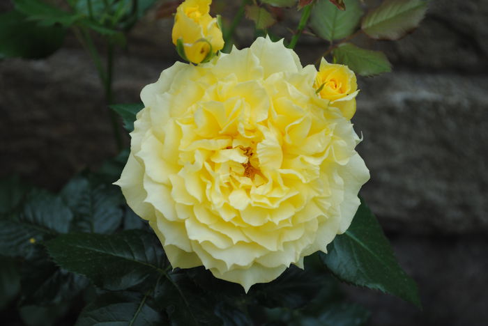 China Girl - yyy 2014 Trandafiri si clematite