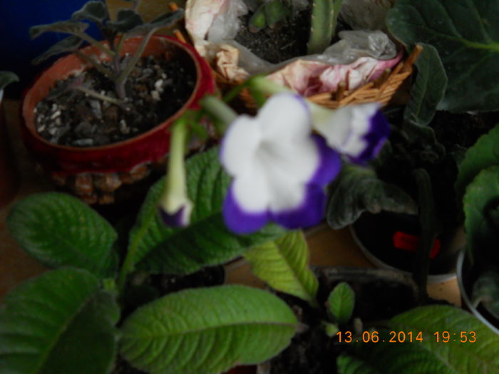 streptocarpus