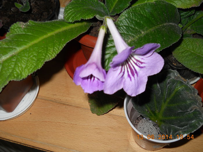 streptocarpus