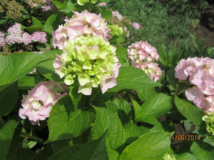 IMG_3006 - Flori de gradina-2014 Vara