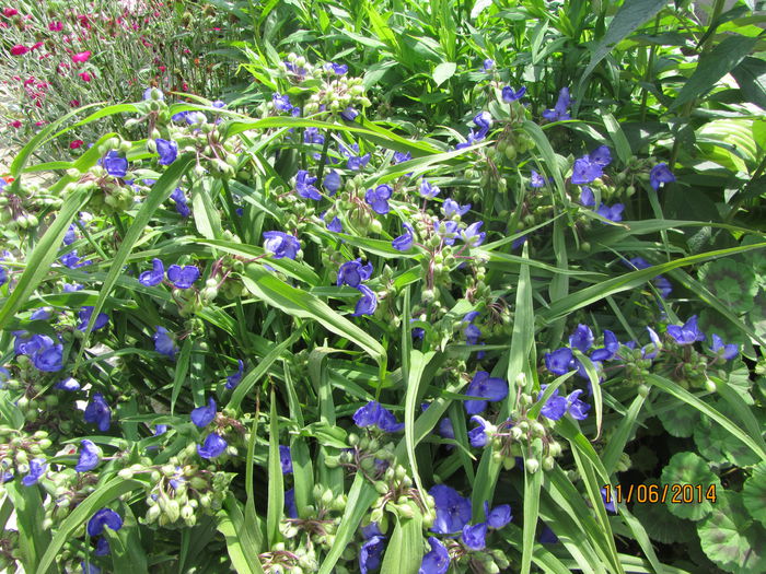 Tradescantia