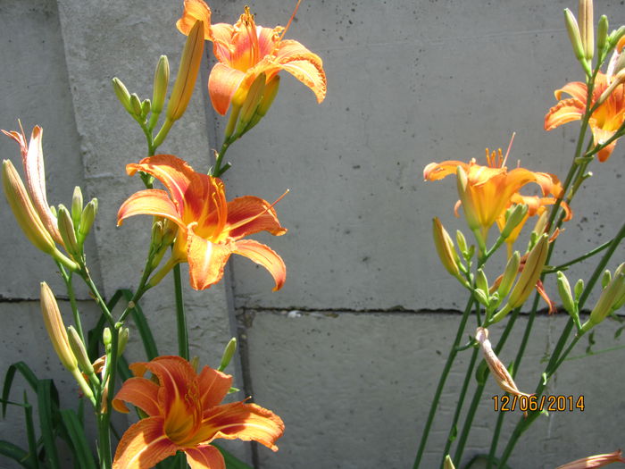 Hemerocallis fulva -crin de zi
