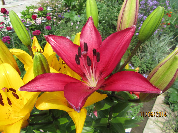 IMG_3009 - Flori de gradina-2014 Vara