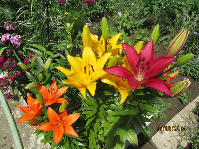 IMG_3011 - Flori de gradina-2014 Vara