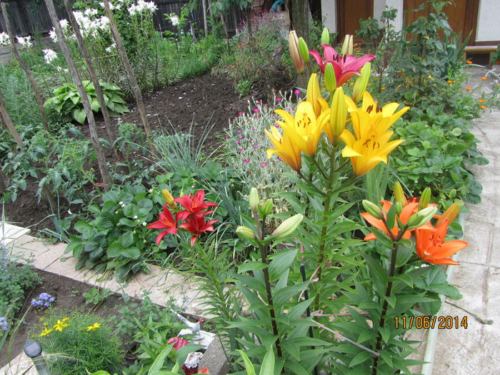 IMG_3032 - Flori de gradina-2014 Vara